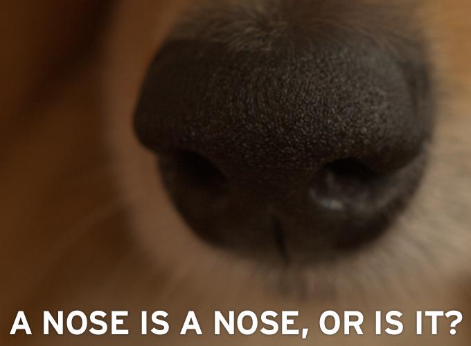 A nose is a nose, or is it?