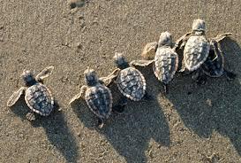 Image result for loggerhead sea turtle