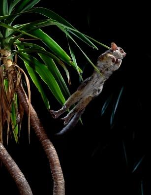 Image result for bush babies jumping