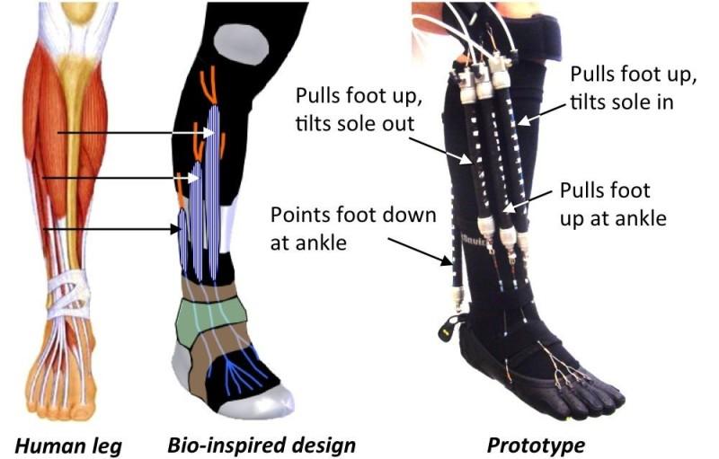 http://www.engineering.com/Portals/0/BlogFiles/DesignerEdge/0114/Bio-Insp1.jpg