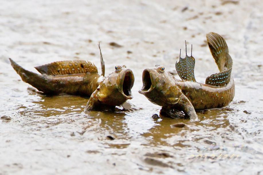 Image result for mudskipper