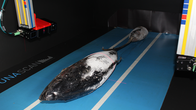 Two Matrox AltiZ 3D profile sensors scan each fish as it passes through the TUNASCAN system Two Matrox AltiZ 3D profile sensors scan each fish as it passes through the TUNASCAN system